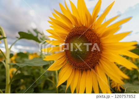 Bright sunflower blooms in a vibrant field under a cloudy sky during the golden hour Bright sunflower blooms in a vibrant field under a cloudy sky during the golden hour 120757852