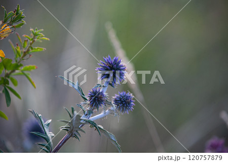 Vibrant purple thistles blooming in a lush green meadow under soft evening light Vibrant purple thistles blooming in a lush green meadow under soft evening light 120757879