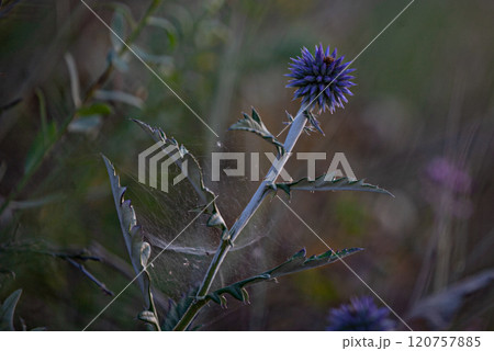 Vibrant purple thistle blossoms embraced by delicate spider webs during golden hour in a serene natural setting 120757885