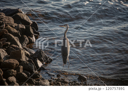 Graceful heron standing by the serene waterside at sunset in a tranquil natural setting Graceful heron standing by the serene waterside at sunset in a tranquil natural setting 120757891