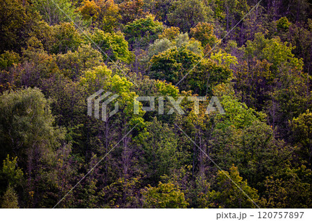 Lush foliage displays vibrant hues of green and orange during a tranquil autumn afternoon in the forest Lush foliage displays vibrant hues of green and orange during a tranquil autumn afternoon in the forest 120757897