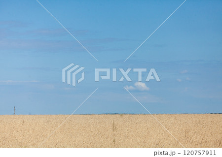 Golden fields stretch under a bright blue sky with a single cloud floating gracefully above Golden fields stretch under a bright blue sky with a single cloud floating gracefully above 120757911