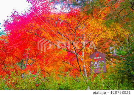 【京都風景】常寂光寺 嵐山で有数の紅葉の名所 【京都風景】常寂光寺 嵐山で有数の紅葉の名所 120758021