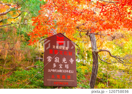 【京都風景】常寂光寺　嵐山で有数の紅葉の名所 120758036