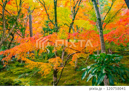 【京都風景】常寂光寺 嵐山で有数の紅葉の名所 【京都風景】常寂光寺 嵐山で有数の紅葉の名所 120758041