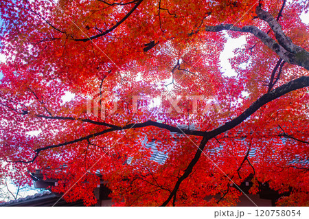 【京都風景】常寂光寺　嵐山で有数の紅葉の名所 120758054