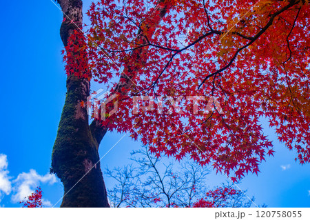 【京都風景】常寂光寺　嵐山で有数の紅葉の名所 120758055