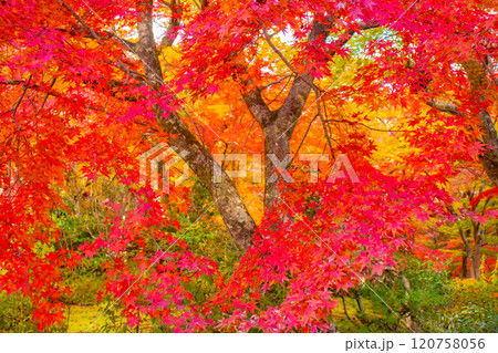 【京都風景】常寂光寺　嵐山で有数の紅葉の名所 120758056