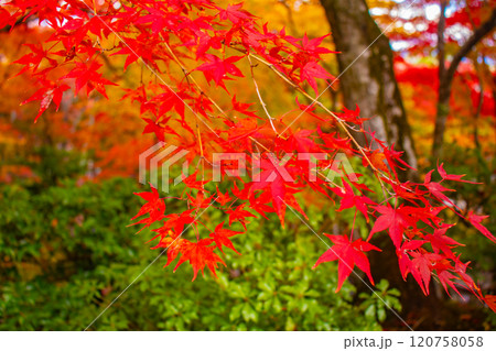 【京都風景】常寂光寺 嵐山で有数の紅葉の名所 【京都風景】常寂光寺 嵐山で有数の紅葉の名所 120758058