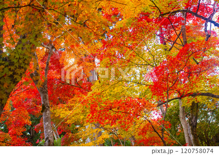 【京都風景】常寂光寺　嵐山で有数の紅葉の名所 120758074