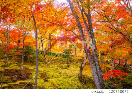 【京都風景】常寂光寺　嵐山で有数の紅葉の名所 120758075