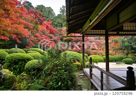 もみじ色付く京都市詩仙堂丈山寺の唐様庭園 120758296