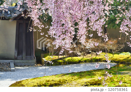 京都 高台寺 美しい枝垂れ桜(京都府京都市東山区) 京都 高台寺 美しい枝垂れ桜(京都府京都市東山区) 120758361