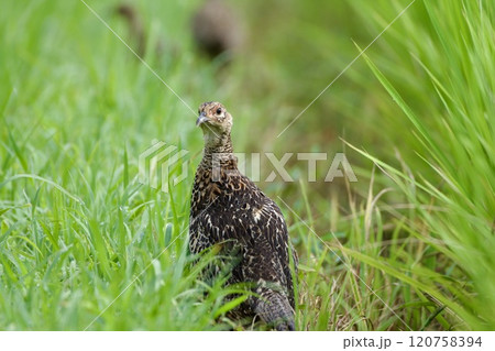 キジ pheasant / Japan 120758394