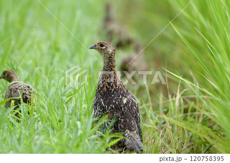 キジ pheasant / Japan 120758395
