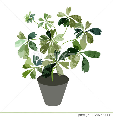 Scheffler's flower with textured leaves on isolated white background 120758444