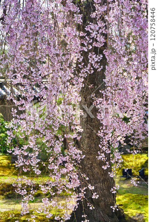 京都 高台寺 美しい枝垂れ桜(京都府京都市東山区) 京都 高台寺 美しい枝垂れ桜(京都府京都市東山区) 120758446