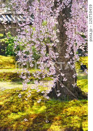 京都　高台寺　美しい枝垂れ桜（京都府京都市東山区） 120758459