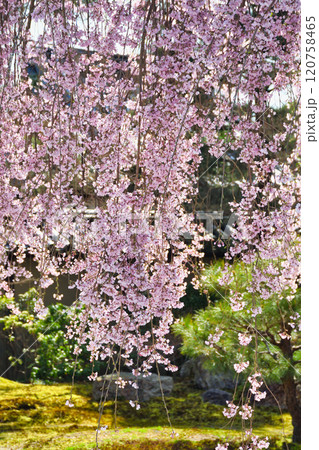 京都　高台寺　美しい枝垂れ桜（京都府京都市東山区） 120758465