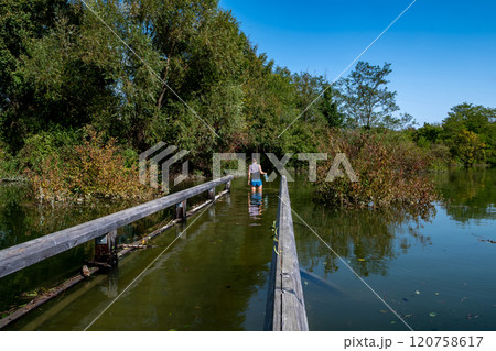 Young Woman On Flooded Hiking Path With Bridge Through Forest At High Water In Danube Wetlands National Park in Austria Young Woman On Flooded Hiking Path With Bridge Through Forest At High Water In Danube Wetlands National Park in Austria 120758617