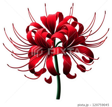 ヒガンバナ 120759045