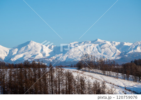 冬の晴れた日の雪山の山頂とカラマツ林 十勝岳連峰 冬の晴れた日の雪山の山頂とカラマツ林 十勝岳連峰 120759076