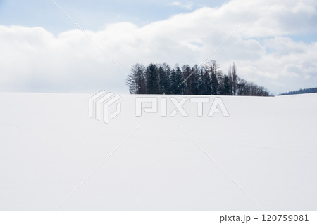 雪原とカラマツ林 120759081