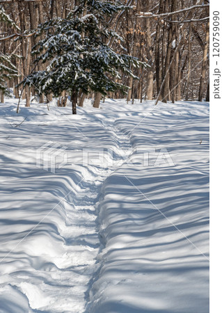 冬の林の雪の中の踏み分け道 冬の林の雪の中の踏み分け道 120759090