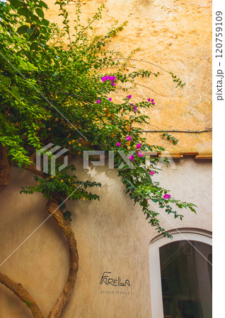 Vibrant Bougainvillea blooms against a rustic wall create an enchanting, artistic backdrop in a Capri island 120759109
