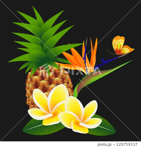 Frangipani (Plumeria) with a paradise flower and a butterfly, with pineapple on a black background. 120759137