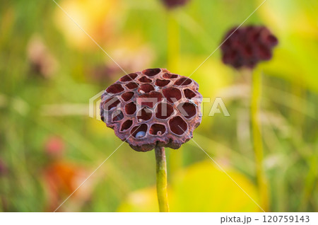 【蓮の花托】美しいけど...【集合体恐怖症】 120759143