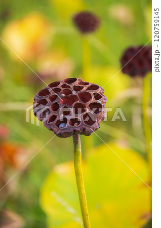 【蓮の花托】美しいけど...【集合体恐怖症】 120759145