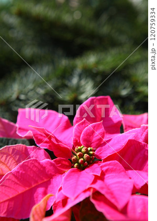 Bright pink poinsettia flowers with vibrant bracts and green buds against a background of dark green pine branches, creating a festive and colorful Christmas holiday theme. Background, texture Bright pink poinsettia flowers with vibrant bracts and green buds against a background of dark green pine branches, creating a festive and colorful Christmas holiday theme. Background, texture 120759334
