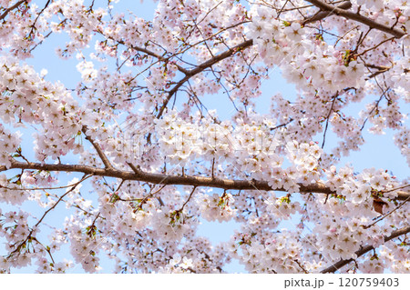 branches in full bloom of cherry blossoms branches in full bloom of cherry blossoms 120759403