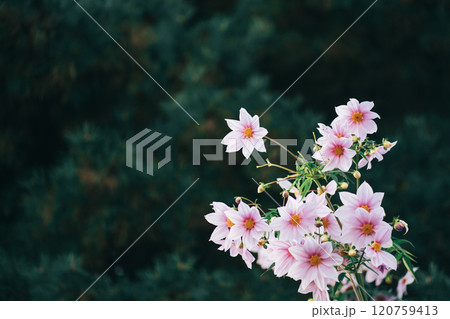 森の中に咲く皇帝ダリア 120759413