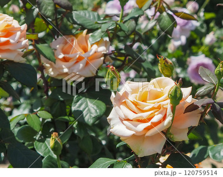 ローズガーデン ローズガーデン 120759514