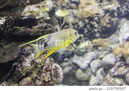 Closeup of a tropical fish in aquarium environment 120759567