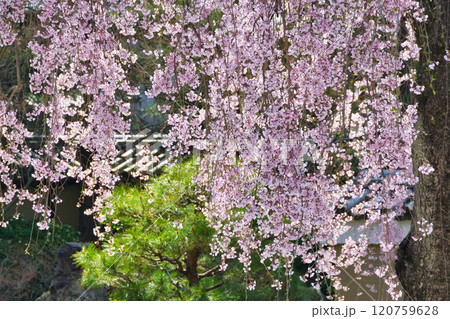 京都 高台寺 美しい枝垂れ桜(京都府京都市東山区) 京都 高台寺 美しい枝垂れ桜(京都府京都市東山区) 120759628