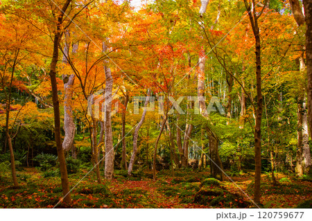 【京都風景】祇王寺　背の高い紅葉に心静かな秋 120759677