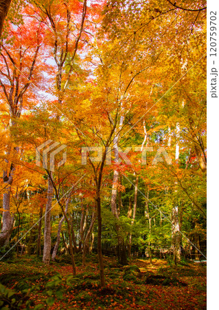 【京都風景】祇王寺 背の高い紅葉に心静かな秋 【京都風景】祇王寺 背の高い紅葉に心静かな秋 120759702