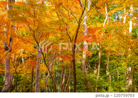 【京都風景】祇王寺 背の高い紅葉に心静かな秋 【京都風景】祇王寺 背の高い紅葉に心静かな秋 120759703