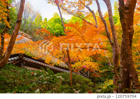 【京都風景】祇王寺 背の高い紅葉に心静かな秋 【京都風景】祇王寺 背の高い紅葉に心静かな秋 120759704