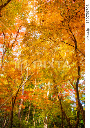 【京都風景】祇王寺 背の高い紅葉に心静かな秋 【京都風景】祇王寺 背の高い紅葉に心静かな秋 120759708
