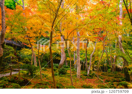 【京都風景】祇王寺 背の高い紅葉に心静かな秋 【京都風景】祇王寺 背の高い紅葉に心静かな秋 120759709