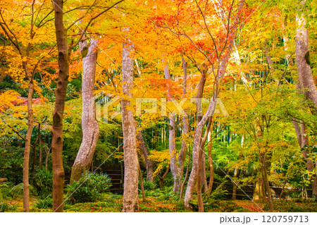 【京都風景】祇王寺　背の高い紅葉に心静かな秋 120759713