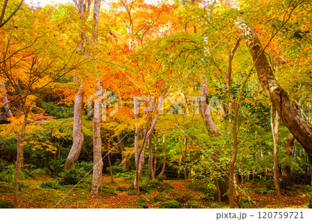 【京都風景】祇王寺　背の高い紅葉に心静かな秋 120759721