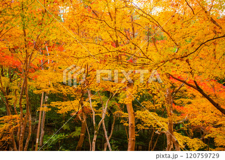 【京都風景】祇王寺　背の高い紅葉に心静かな秋 120759729