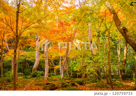 【京都風景】祇王寺 背の高い紅葉に心静かな秋 【京都風景】祇王寺 背の高い紅葉に心静かな秋 120759733