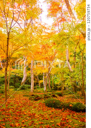 【京都風景】祇王寺　背の高い紅葉に心静かな秋 120759734