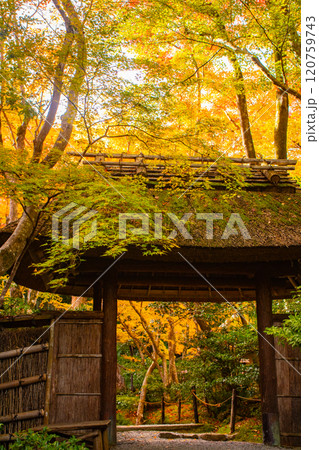 【京都風景】祇王寺 背の高い紅葉に心静かな秋 【京都風景】祇王寺 背の高い紅葉に心静かな秋 120759743